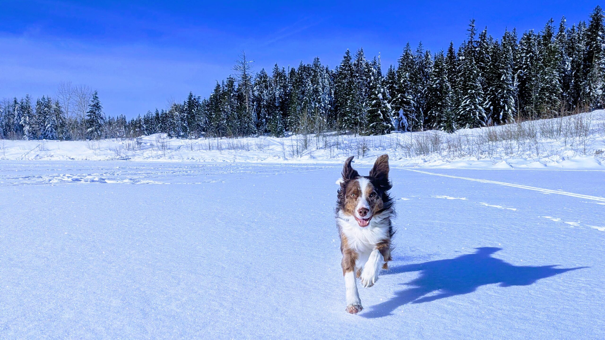 Dog on frozen lake covered in snow